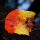 Illustration for article titled Shooting Challenge: Fall Leaves Gallery